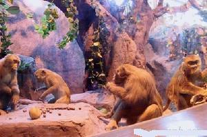 浙江自然博物館