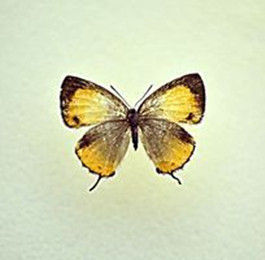 范赭灰蝶 范赭灰蝶