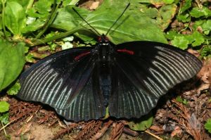 黑紫蛺蝶