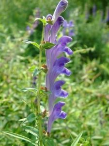 清河糙蘇 清河糙蘇