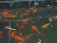 （圖）花港觀魚