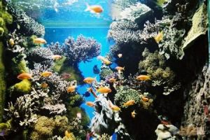 坎城海洋博物館 坎城海洋博物館