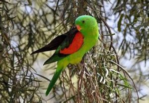 紅翅鸚鵡指名亞種