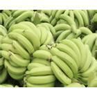大豐1號香蕉 大豐1號香蕉