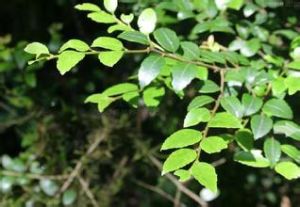 四川冬青 四川冬青