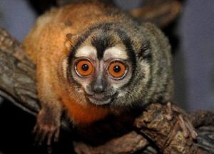 秘魯夜猴 秘魯夜猴