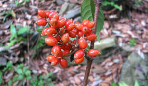 短序瓊楠 短序瓊楠