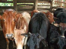 黑河村[雲南省德宏州盈江縣卡場鎮黑河村]