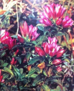 察日脆蒴報春 察日脆蒴報春