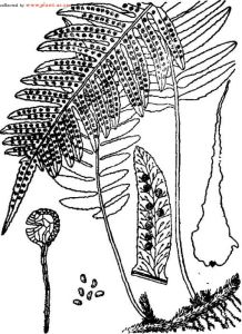 歐亞水龍骨 歐亞水龍骨