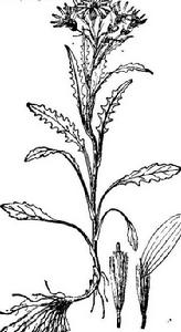 天山千里光 天山千里光