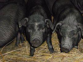 三都黑豬 三都黑豬