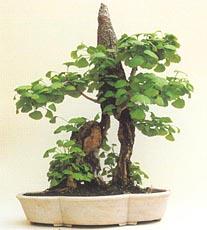 揚州盆景 揚州盆景