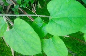 伸筋藤[毛茛目防己科植物]