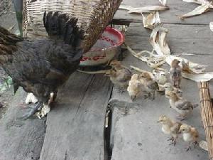 來美抗自然村發展重點-養殖業