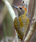 黃耳啄木鳥 黃耳啄木鳥