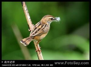 棕扇尾鶯