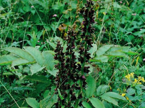 短距烏頭 短距烏頭