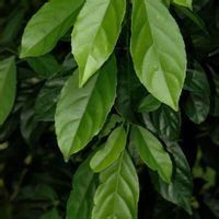 棒柄花屬 棒柄花屬