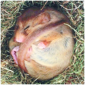 山睡鼠屬 山睡鼠屬
