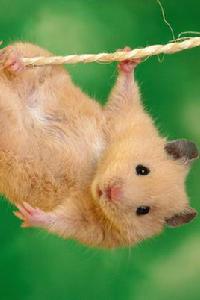 可愛[漢語詞語]