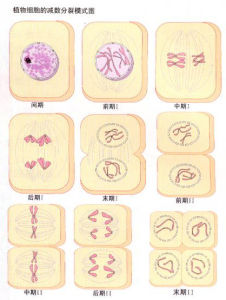 減數分裂 減數分裂