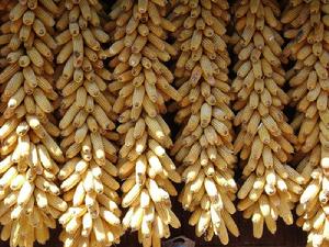 黑魯村特色產業-玉米