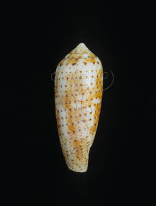 白地芋螺 白地芋螺