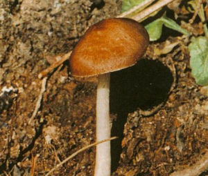 灰光柄菇 灰光柄菇