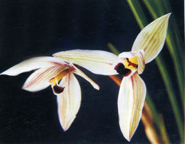 窄覆紅唇 窄覆紅唇