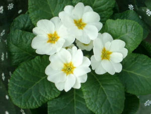 西洋櫻草 西洋櫻草