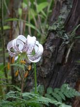 馬塘百合 馬塘百合