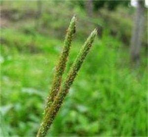 分枝雙藥芒 分枝雙藥芒