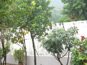 樂家寨村果樹林