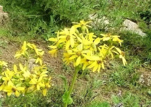 牛蒡葉橐吾 牛蒡葉橐吾