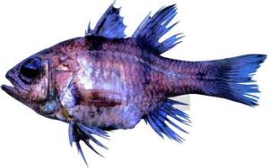 側條天竺鯛 側條天竺鯛