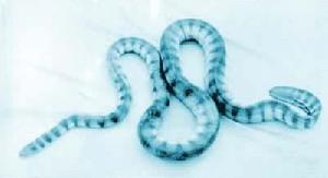 海蛇亞科 海蛇亞科