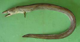 百吉海鰻 百吉海鰻