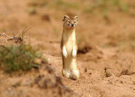 黃鼬西藏亞種 黃鼬西藏亞種