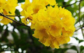 黃花風鈴 黃花風鈴