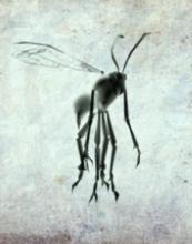 愛麗絲：瘋狂回歸[2011年麻辣馬開發動作冒險類單機遊戲]