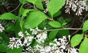 關東巧玲花 關東巧玲花