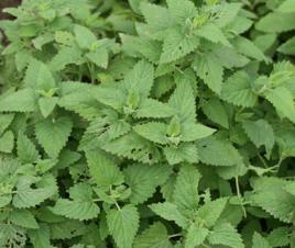 心葉荊芥 心葉荊芥