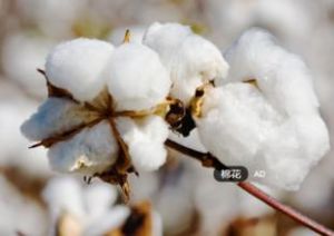 科棉7號 科棉7號