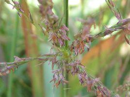 毛節野古草 毛節野古草