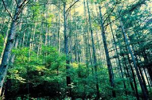 遼寧和睦國家森林公園