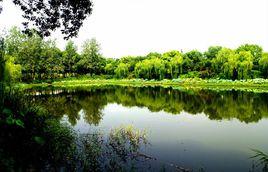 武漢金銀湖濕地公園 武漢金銀湖濕地公園