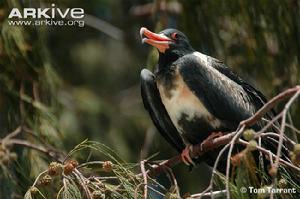 白斑軍艦鳥 白斑軍艦鳥