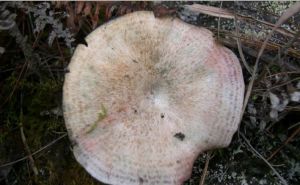 橙紅乳菇 橙紅乳菇