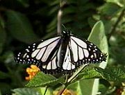 夏威夷的白色形態黑脈金斑蝶